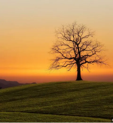 Imagem final expandida de uma árvore ao pôr do sol produzida com o expansor de imagem do APOB AI