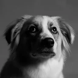 Criador de conteúdo pet