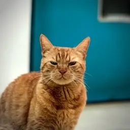 Content Creator