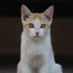 Content Strategist