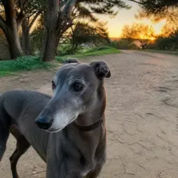 Avatar de lévrier pour Youssef Amari, évaluateur chez APOB
