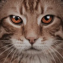 Criador de conteúdo