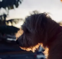 Equipe de abrigo de animais
