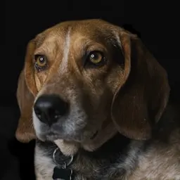 Voluntário de adoção de animais