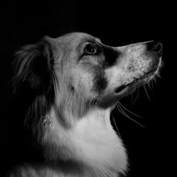 Tutor de cachorro